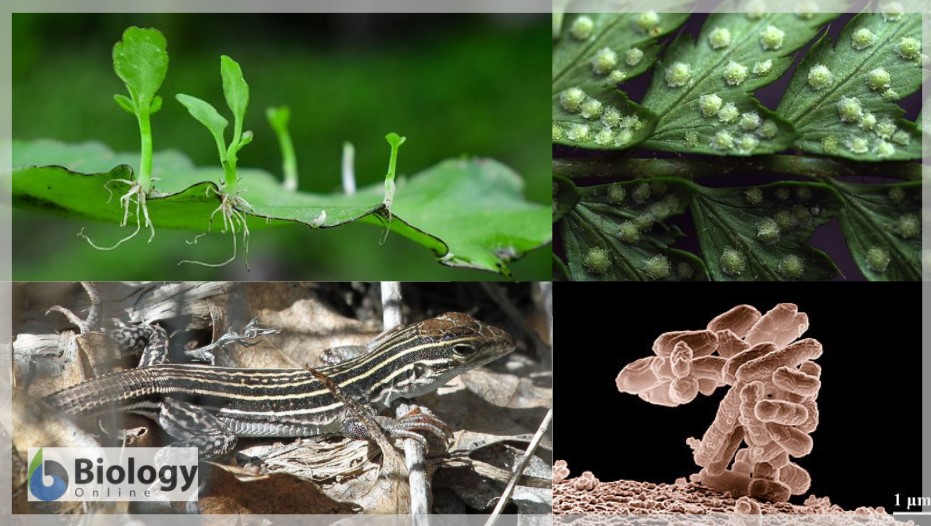 Asexual reproduction - Definition and Examples - Biology Online Dictionary