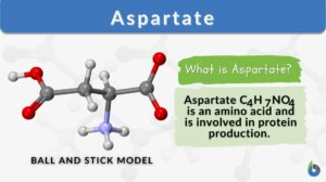 aspartate definition and example