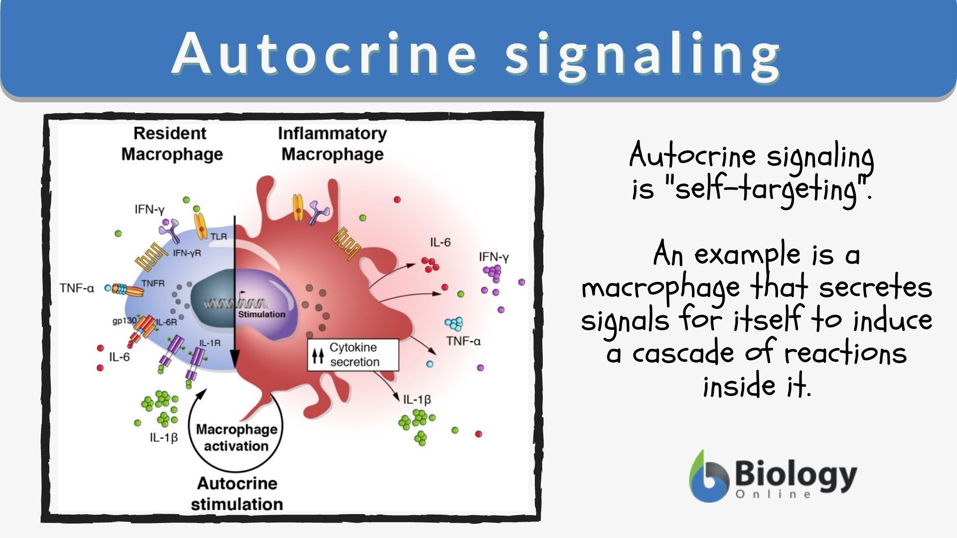 Autocrine signaling - Definition and Examples - Biology Online Dictionary