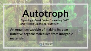 autotroph definition