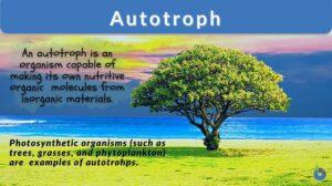 autotroph definition and examples
