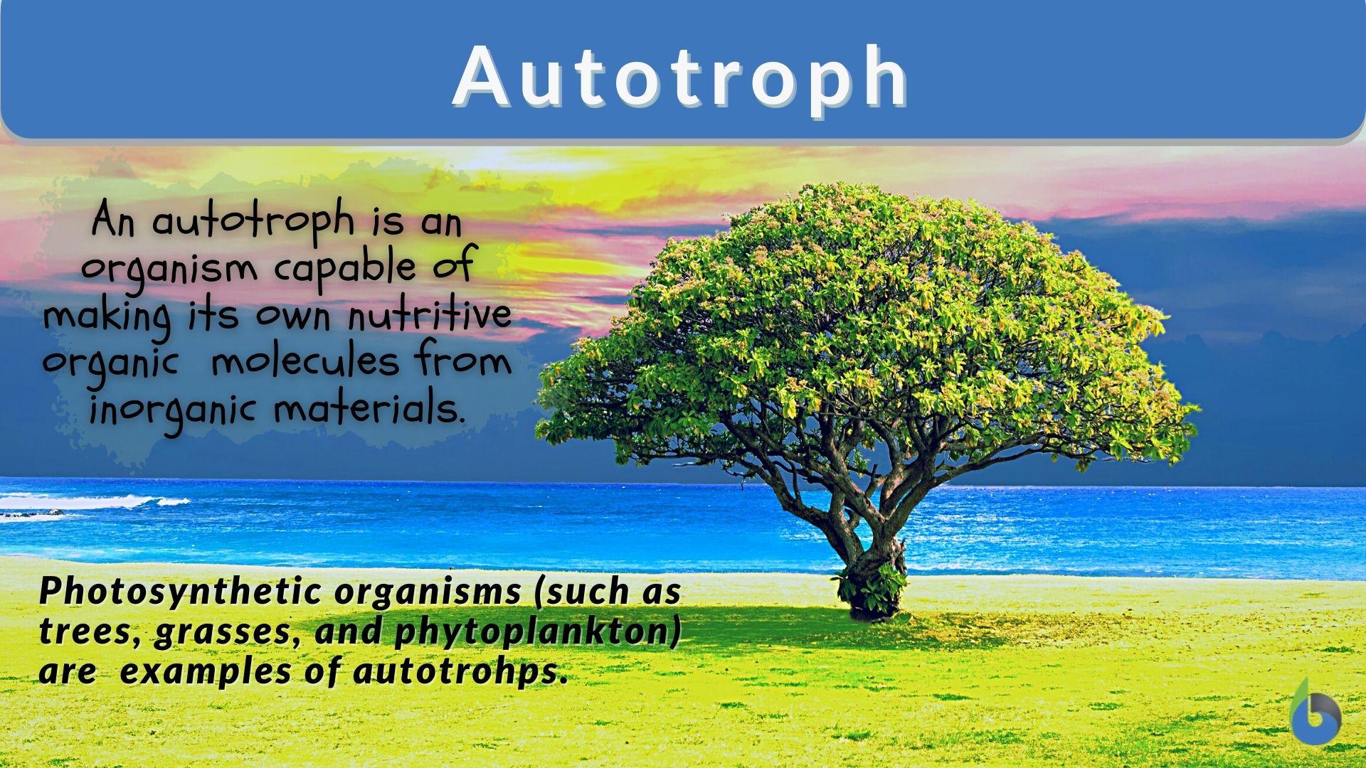 Autotroph - Definition and Examples - Biology Online Dictionary