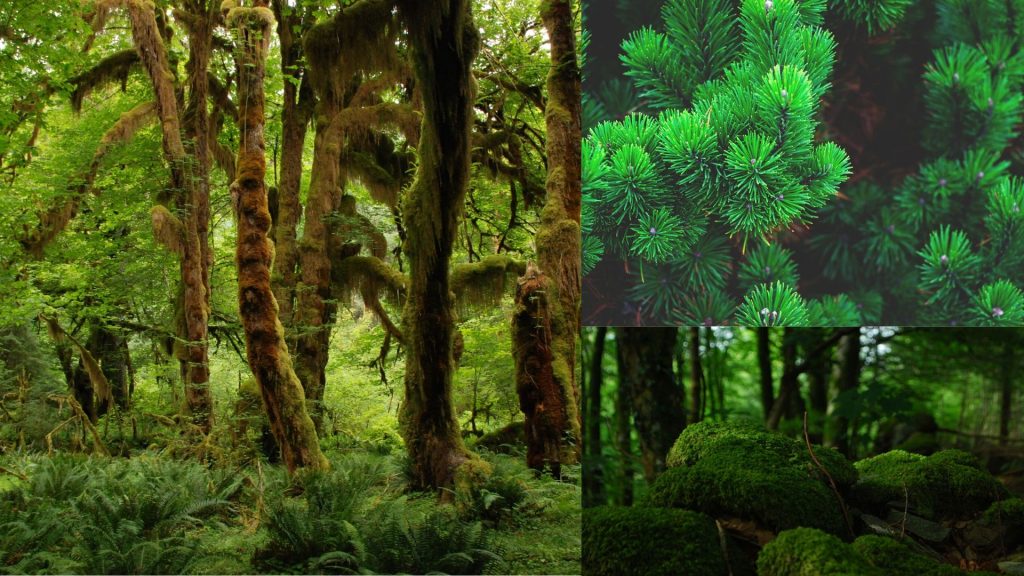 Autotroph Definition and Examples Biology Online Dictionary