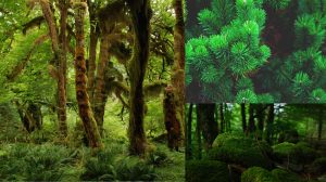 autotroph picture