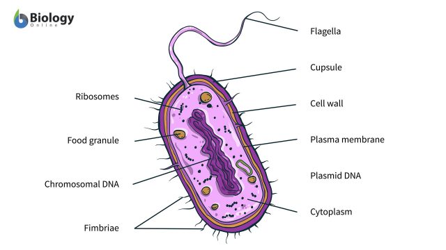 bacterial cell diagram