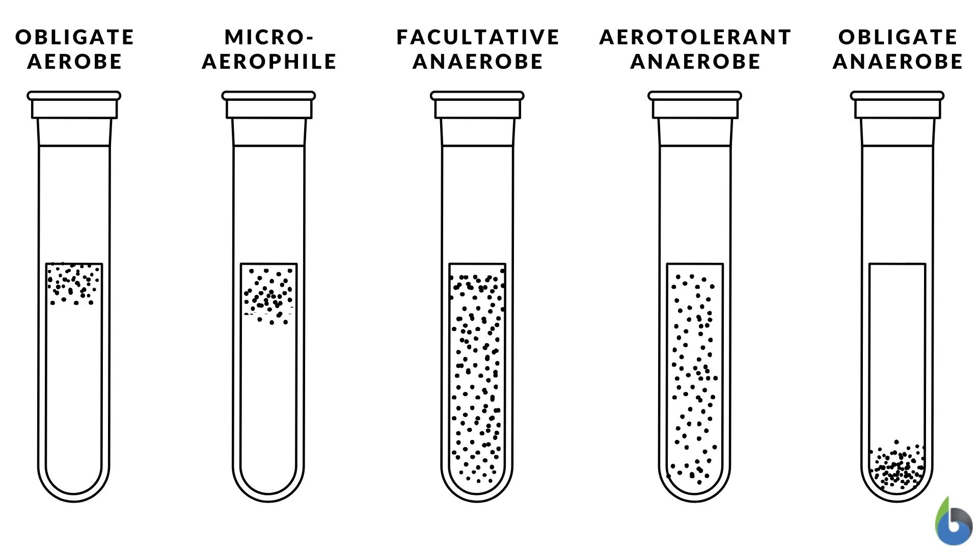 Classification Of Anaerobic Bacteria