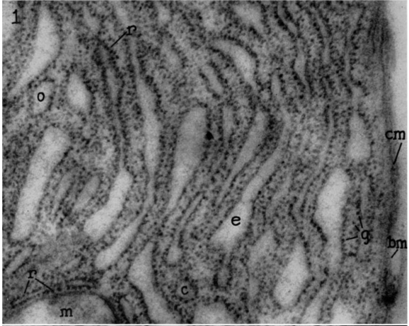 basal region of an acinar cell of the pancreas of rat - electron micrograph