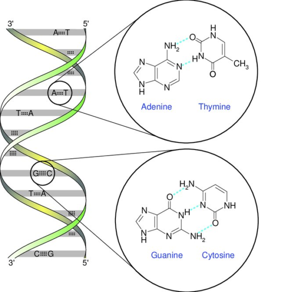 base pairing