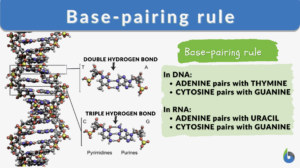 base pairing rule definition and example