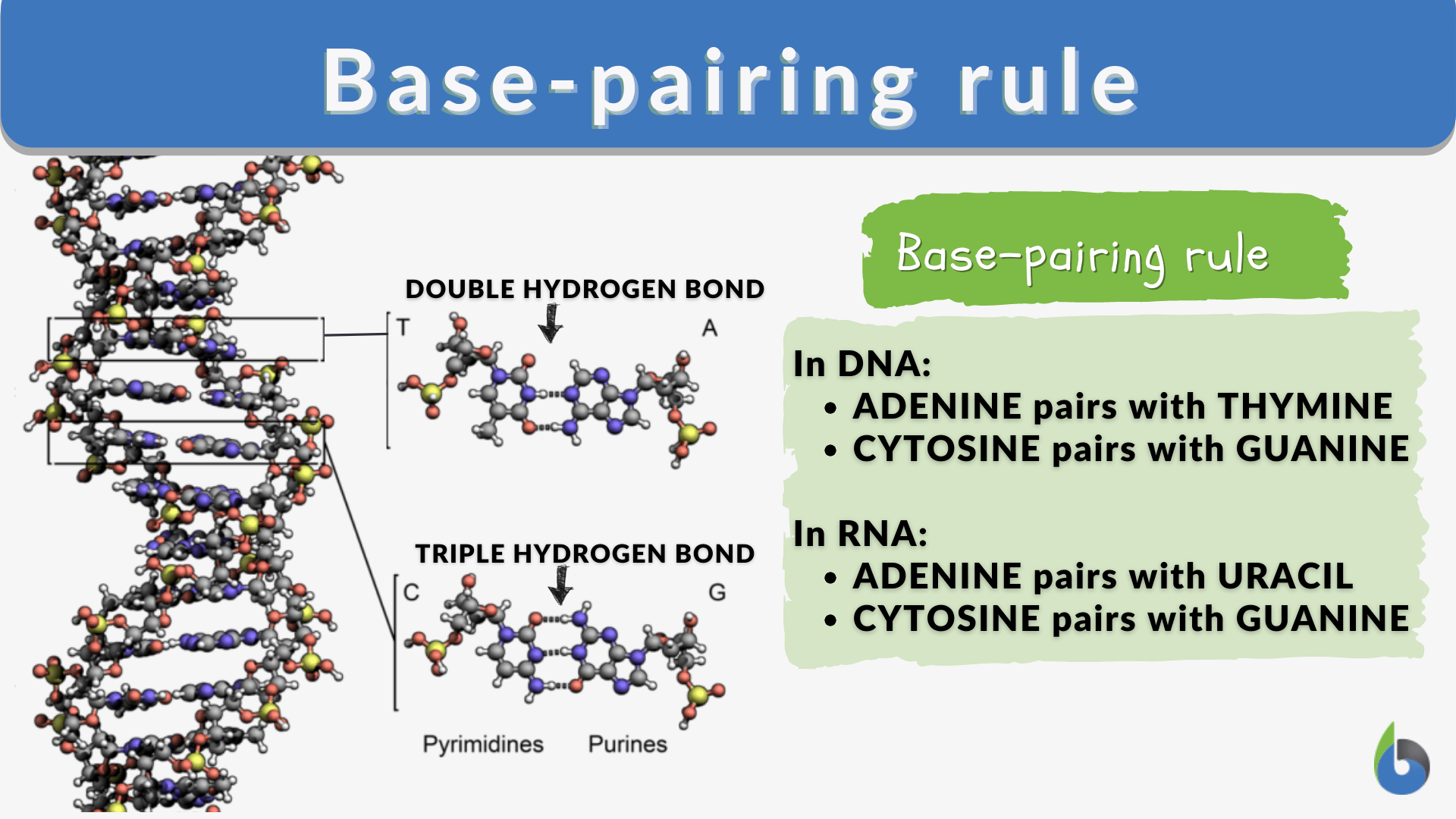 Base-pairing rule - Definition and - Biology Online Dictionary