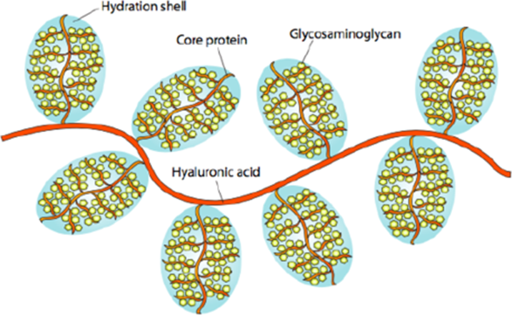 basic proteoglycan structure