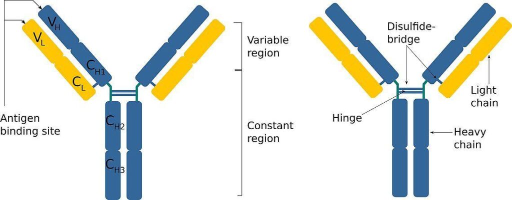 basic structure of antibody