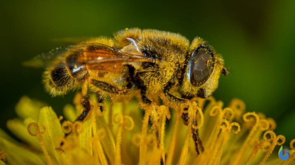 bee and flower in mutualistic symbiosis