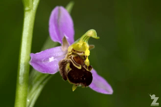 bee orchid depicts reproductive mimicry