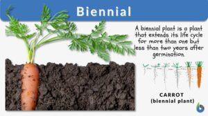biennial definition and example