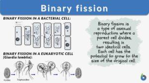 binary fission definition and examples