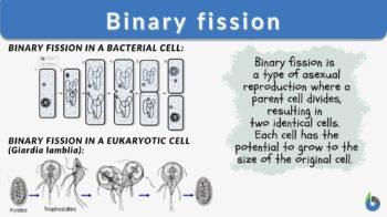 binary fission definition and examples