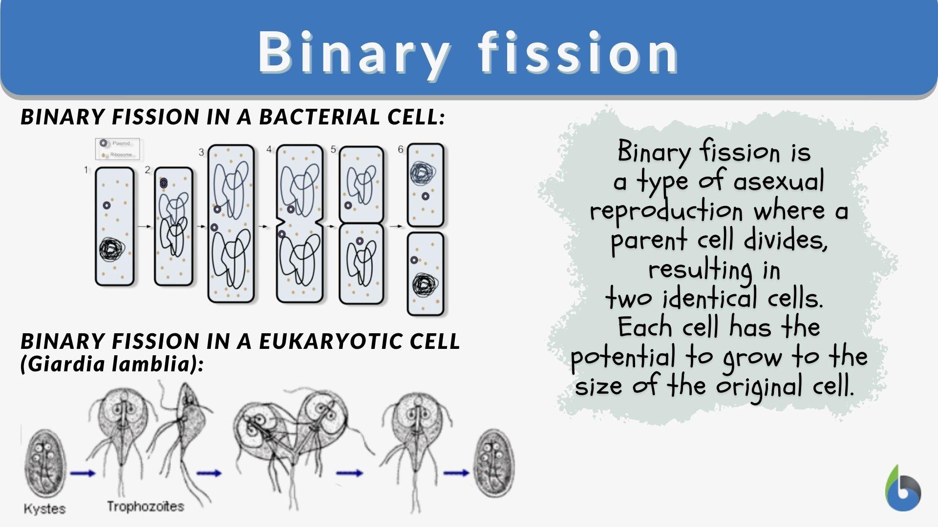Binary fission Definition and Examples - Biology Online Dictionary