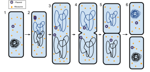 binary fission diagram