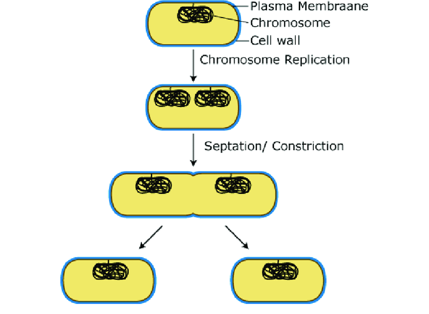 Diagram of binary fission in eubacteria