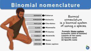 binomial nomenclature definition and example