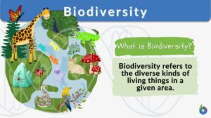 biodiversity definition and example