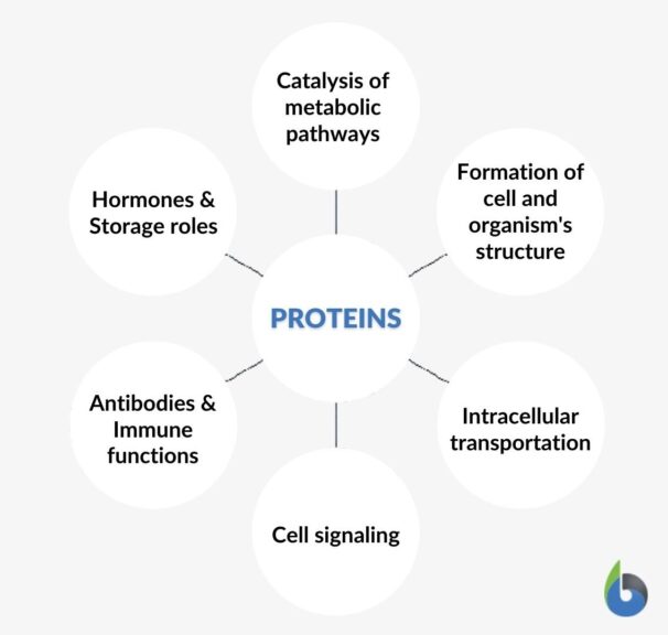 biological roles of proteins