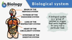 biological system definition and examples