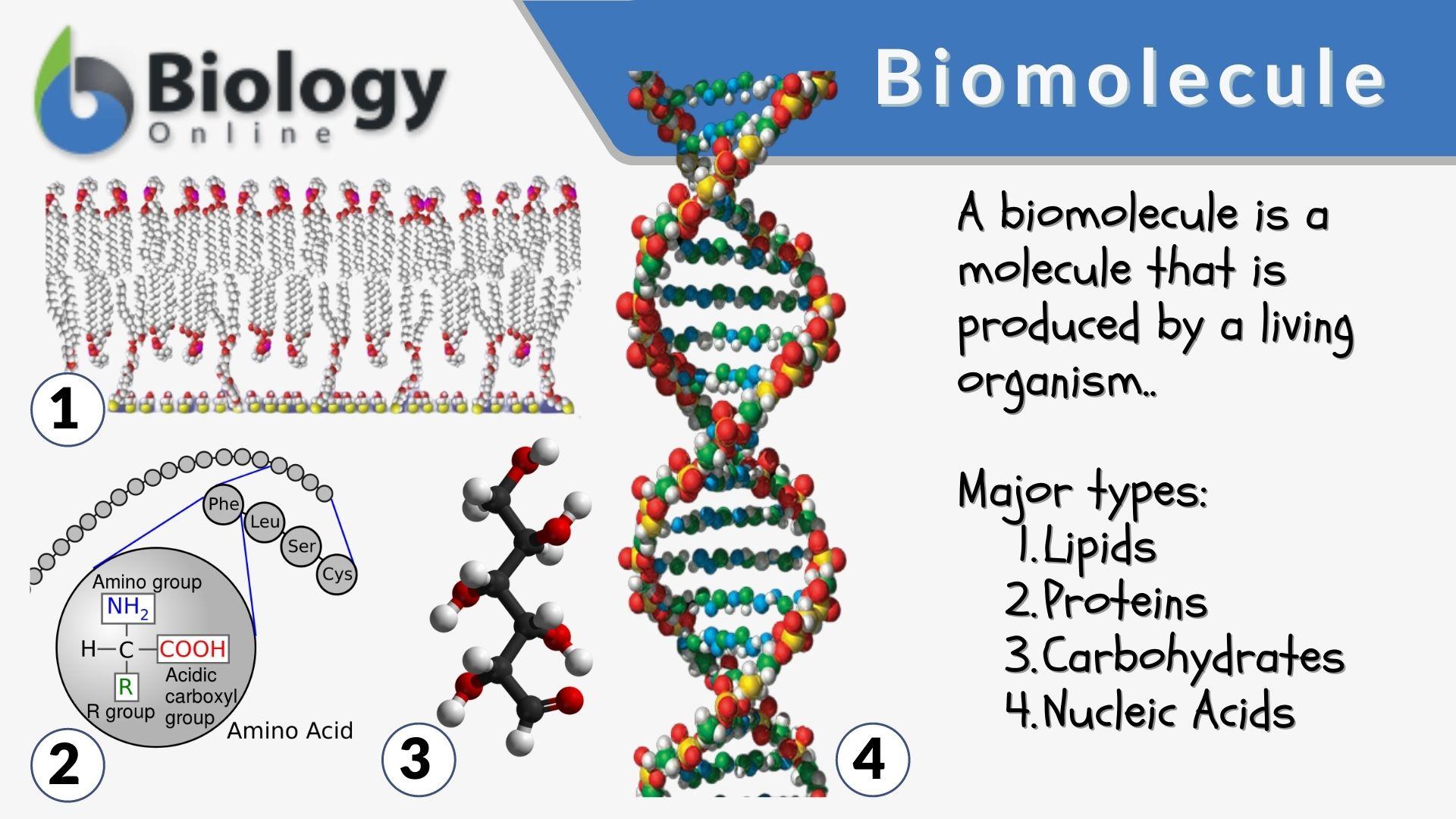 essay on the topic biomolecules