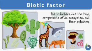 biotic factor definition and examples