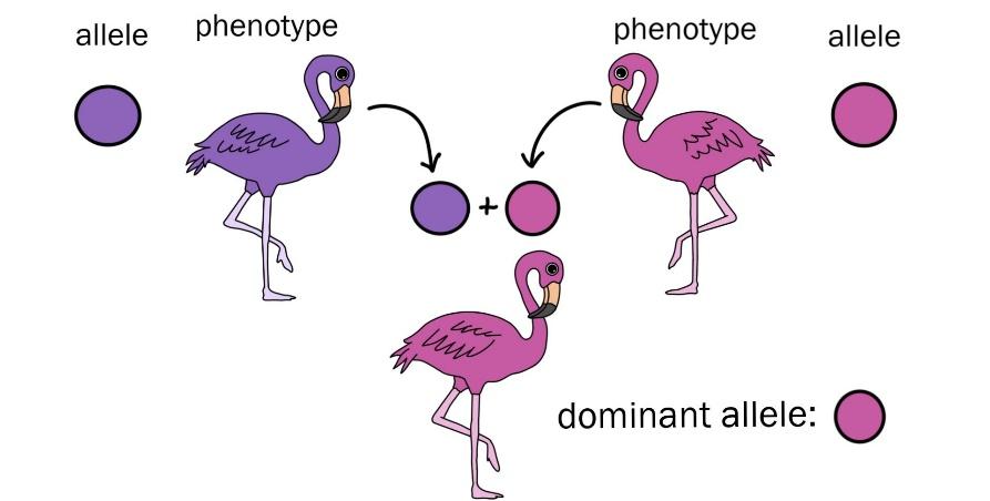 bird phenotype diagram by G. Slizewska