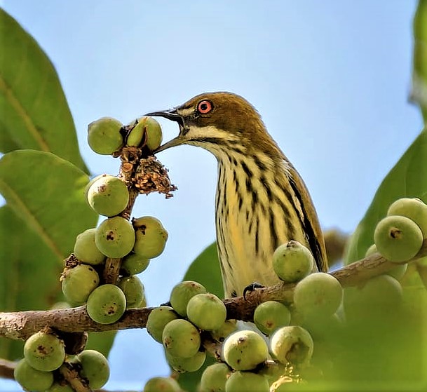 Mutualism Definition and Examples Biology Online Dictionary