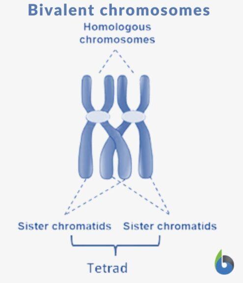 bivalent chromosomes