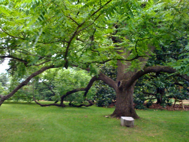 black walnut tree
