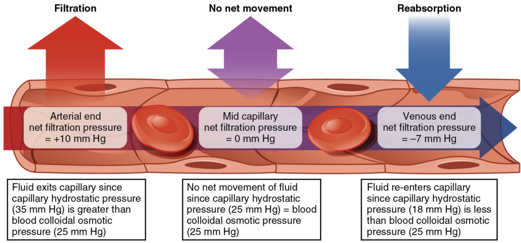 body fluid mechanisms