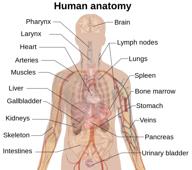 body organ diagram
