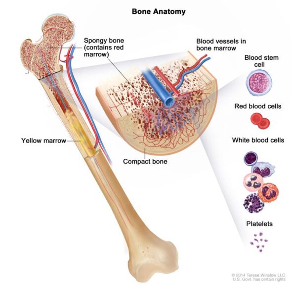 bone anatomy