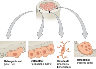 bone cell types