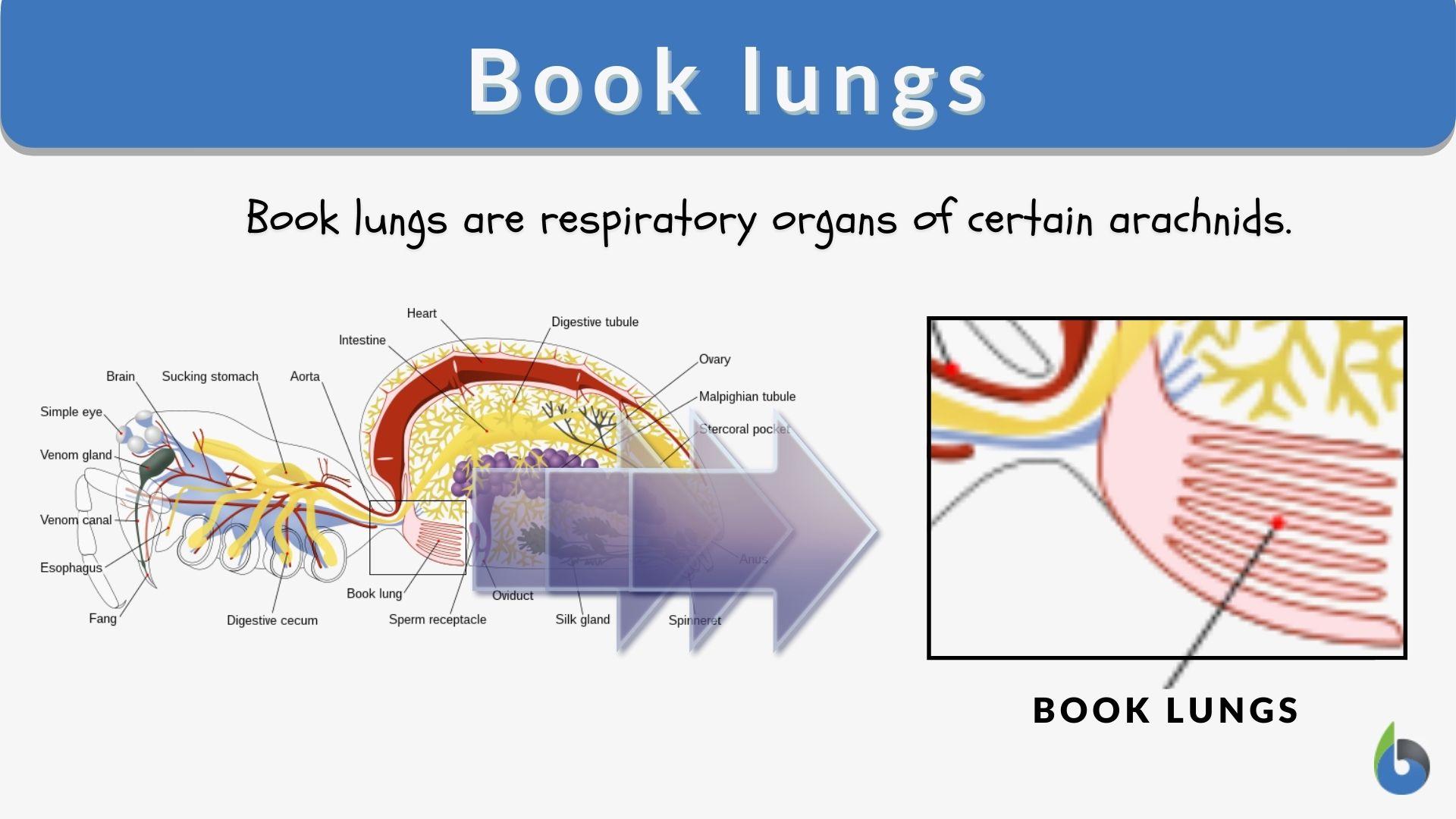 spider book lungs