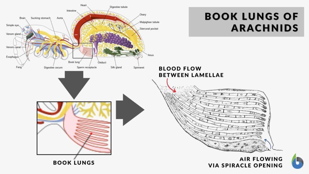 spider book lungs