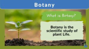 Botany n., [ˈbɑt.ə.ni/] botany definition and example