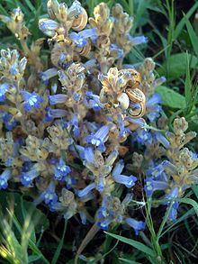 branched broomrape