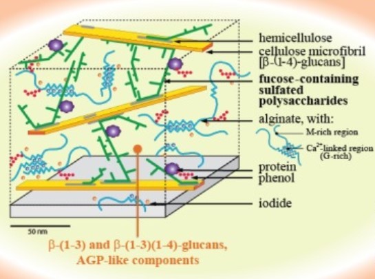 brown algae - cell wall