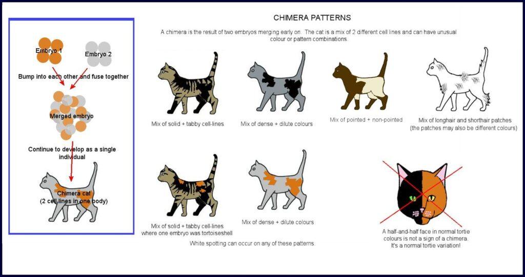 Chimera Definition and Examples Biology Online Dictionary