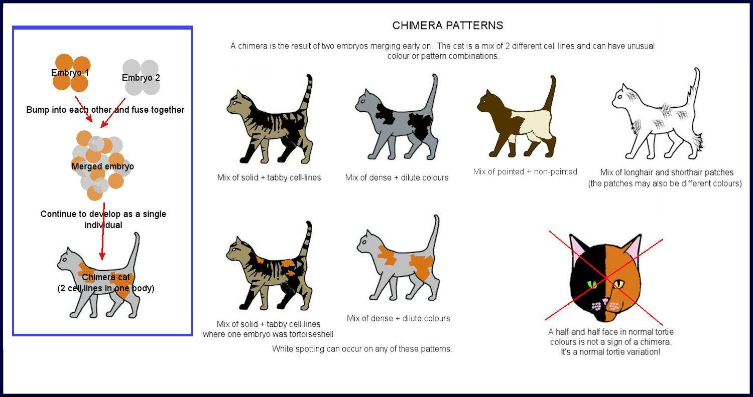 calico cat - chimera patterns