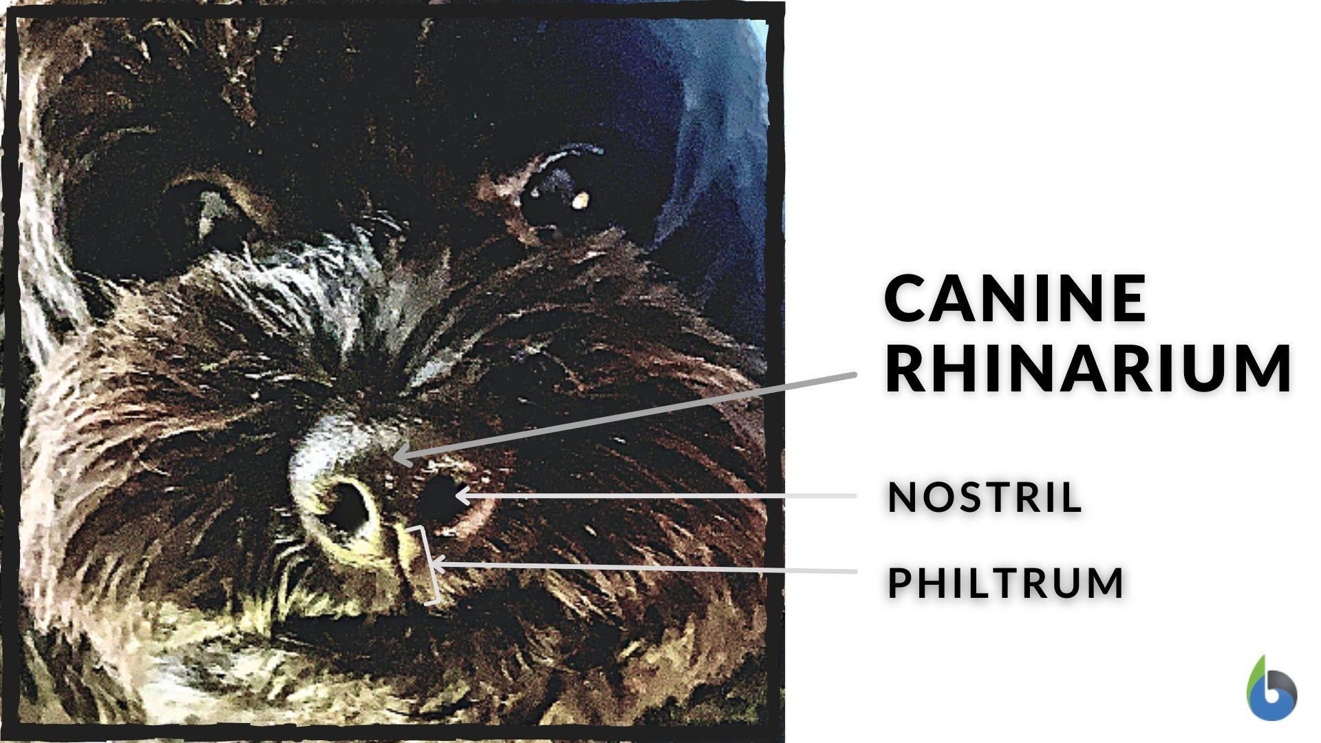 canine rhinarium parts