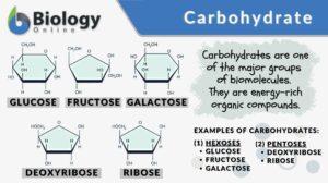 carbohydrate definition and examples