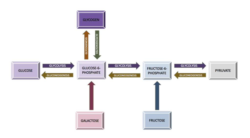 carbohydrates anabolic and catabolic processes