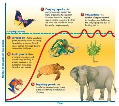 carrying capacity different phases