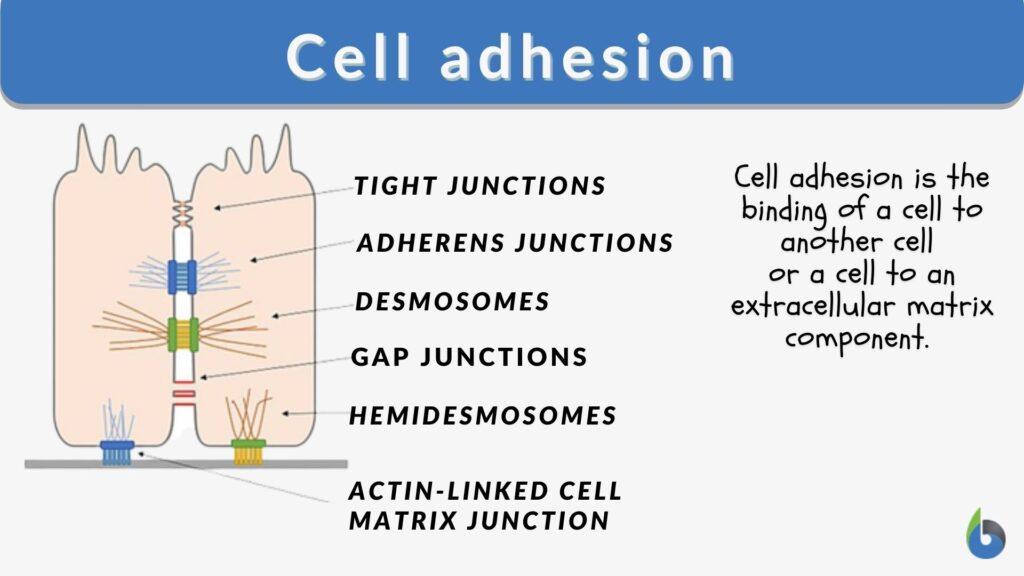 Cell adhesion Definition and Examples Biology Online Dictionary